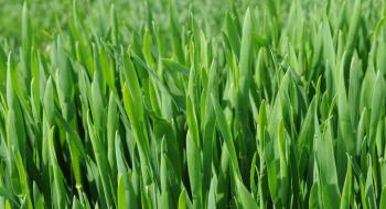 Сорти пшениці показали різні захисні механізми проти цинкового стресу Рис.1