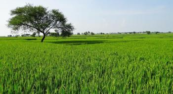 Сидеральні культури допомагають впоратися з дефіцитом азотних добрив в Індії Рис.1