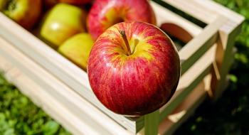 Україна цього року експортує яблука до 65 країн Рис.1