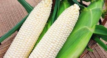 Українці вивели унікальний сорт білої солодкої кукурудзи для консервної промисловості Рис.1