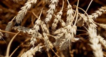 В США озима пшениця постраждала від ураганних вітрів та пилової бурі Рис.1