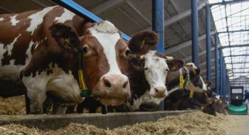 В Україні підтримуватимуть розведення локальних та зникаючих вітчизняних порід корів, - Мінагрополітики Рис.1
