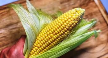 В Україні зросли закупівельні ціни на кукурудзу Рис.1