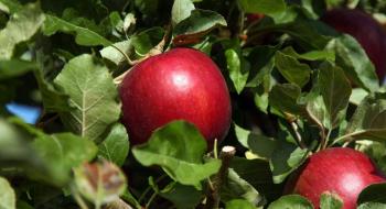 Виробництво космічного хрусткого яблука залишається за вашингтонськими садівниками Рис.1