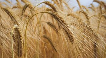 Закупівельні ціни на пшеницю в Україні впали на 10-15 $/т Рис.1