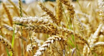 Аргентина зібрала рекордні 21,8 млн тонн пшениці Рис.1