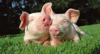 Ціни на живець свиней залишилися на рівні 49,7 грн/кг Рис.1