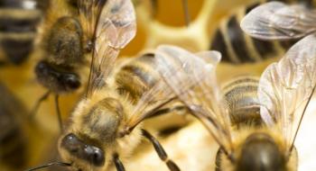 До 40% бджолосімей можуть не пережити зимівлю — бджоляр Рис.1