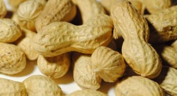 Дослідники арахісу створили стійкі до хвороб гібриди Рис.1