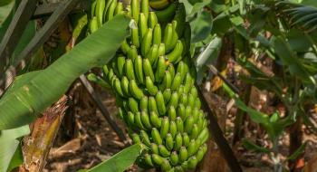 Індія розпочне виробництво бананових добрив Рис.1