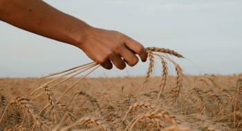 Котирування пшениці з початку року знижуються під тиском зниження попиту та прогнозами зростання запасів Рис.1