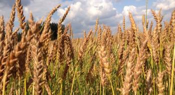 Нове дослідження показало, що зміна клімату уповільнює прогрес селекції пшениці Рис.1