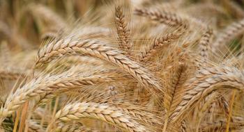 Новий ген патогена пшениці допоможе розробляти сорти, стійкі до грибкових захворювань Рис.1