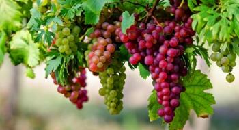 Переробка винограду в Україні зросла на 8,5% Рис.1