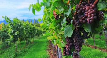 Президент підписав закон, що сприятиме розвитку виноградарства та садівництва в Україні Рис.1