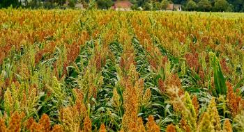 Сорго витісняє кукурудзу через добрива та зміни клімату Рис.1