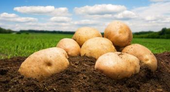 У 2021 році Україна у чотири рази збільшила експорт картоплі Рис.1