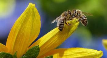 У Раду подано два законопроєкти щодо захисту бджіл від пестицидів Рис.1