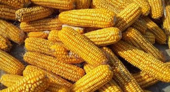 Україна відправила на експорт понад 14 млн т кукурудзи Рис.1