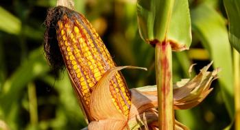 В Україні ростуть ціни на кукурудзу Рис.1