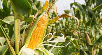 Виробництво кукурудзи в Китаї відновилося після п'ятирічної перерви Рис.1