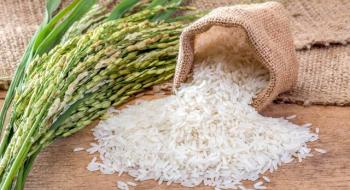 Виробництво рису в Україні потребує інноваційних підходів Рис.1