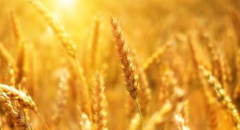 Забруднення повітря озоном в Китаї знизило врожайність пшениці до 33% Рис.1