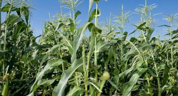 Bayer випускає сорт короткої кукурудзи, стійкий до екстремальних погодних умов Рис.1