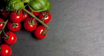 Біостимулятор з парникових газів збільшив урожай томатів до 30% Рис.1