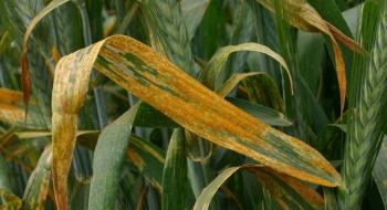 Експерти дали поради щодо боротьби з іржею пшениці Рис.1