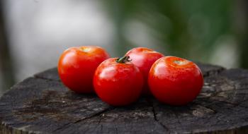Голландські тепличники навмисно заражали томати вірусом коричневої зморшкуватості Рис.1