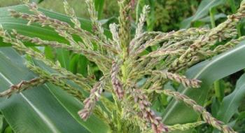 Група дослідників ідентифікує специфічні гени, відповідальні за придушення росту квіток кукурудзи Рис.1
