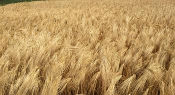 Іноземне насіння зернових витісняє продукцію українських селекціонерів,- експерт Рис.1