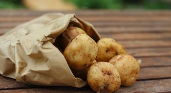 Іонізуюче опромінення ґрунтової крихти використовуватимуть проти картопляної цистоутворюючої нематоди Рис.1