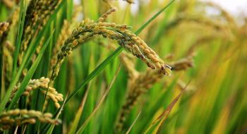 Компанія Nutrichem отримала схвалення біобезпеки ГМО на три біотехнічних продукти Рис.1