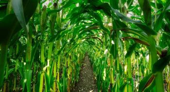 Куди приведе Китай шлях ГМО Рис.1