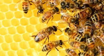 Мінагрополітики визначили заходи для попередження випадків загибелі бджіл Рис.1