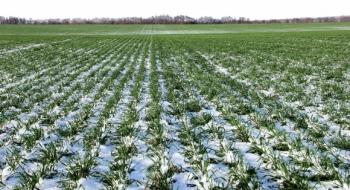 На Дніпропетровщині загинуло близько 5% посівів озимого ячменю Рис.1
