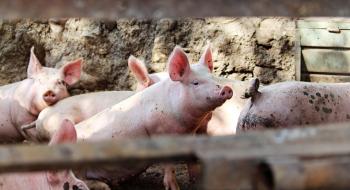 Німецькі вчені планують розводити генетично модифікованих свиней Рис.1