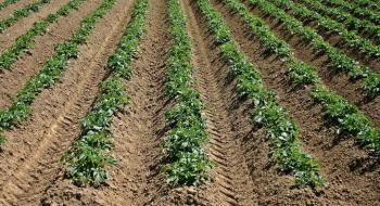 Новий спосіб захисту картоплі від фітофторозу може знизити застосування пестицидів Рис.1