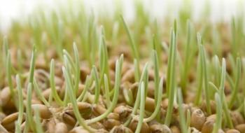 Обробка плазмою поліпшила схожість насіння пшениці до 13% Рис.1