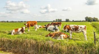 Поголів’я корів в Україні скоротилося на 6,6% Рис.1