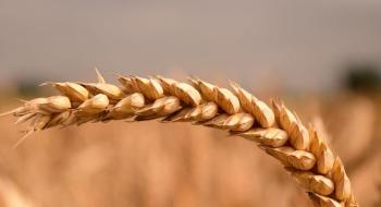 Селекціонери готують пшеницю до кліматичних викликів Рис.1