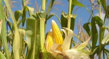 У 2021 році було вироблено та сертифіковано 22,2 тис. т насіння вітчизняних гібридів кукурудзи – Олександр Захарчук Рис.1