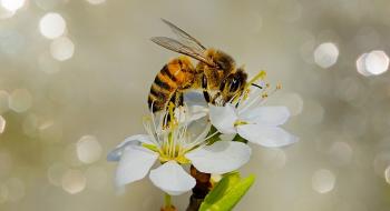 У Британії будівельники використовуватимуть цеглу з отворами для бджіл Рис.1