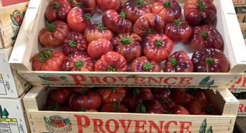 У Франції почалися продажі томатів бузкового кольору Рис.1