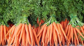 В Швейцарії використовують запах цибулі проти морквяної мухи Рис.1