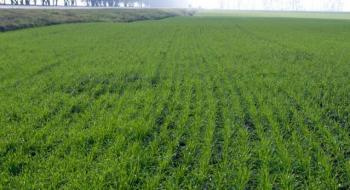 В Україні площа озимих зернових становить 7,7 млн га Рис.1