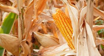 В Україні за тиждень зросли закупівельні ціни на кукурудзу Рис.1