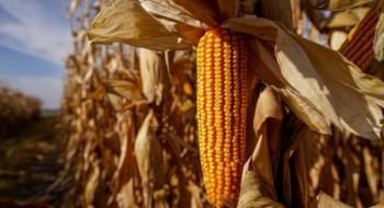 В Україні знизилися ціни на кукурудзу Рис.1
